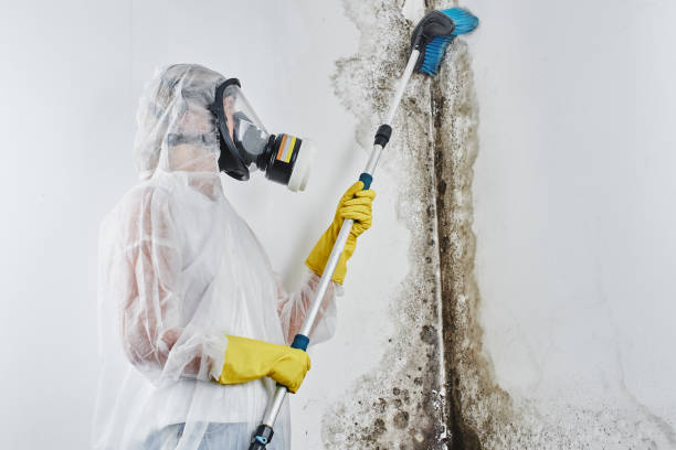 Crawl Space Mold Removal in West Palm Beach, FL