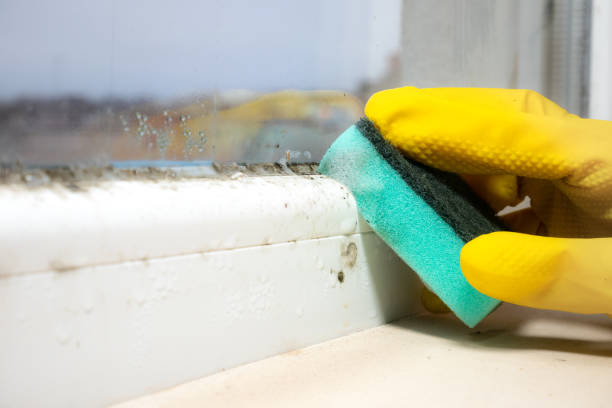 Mold Removal and Inspection in West Palm Beach, FL