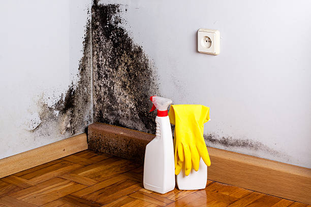 Best Crawl Space Mold Removal  in West Palm Beach, FL