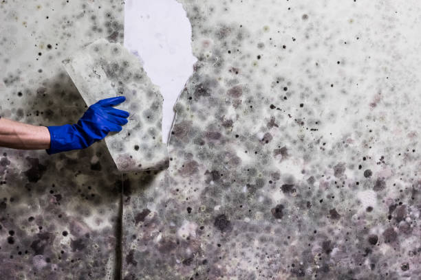 Mold Removal Process in West Palm Beach, FL
