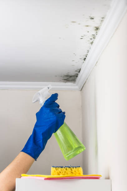 Office Mold Removal Services in West Palm Beach, FL
